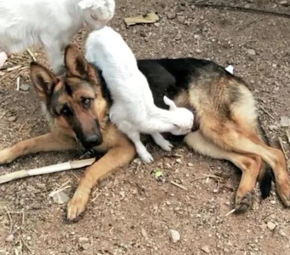 小羊羔把德牧犬当成妈妈 趴上去喝奶 狗狗一脸懵!