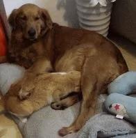 小羊羔把德牧犬当成妈妈 趴上去喝奶 狗狗一脸懵!