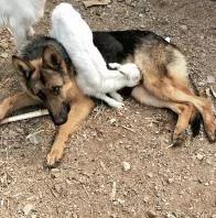 小羊羔把德牧犬当成妈妈 趴上去喝奶 狗狗一脸懵!