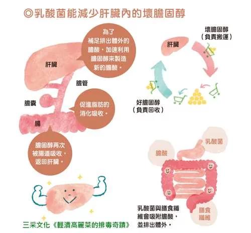 日医博士:高丽菜1吃法增免疫、减少坏胆固醇