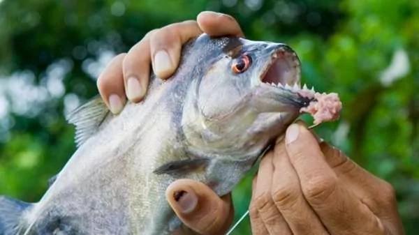 食人鱼无法称霸淡水河 原来它有“天敌” 一秒就能干掉30只食人鱼!