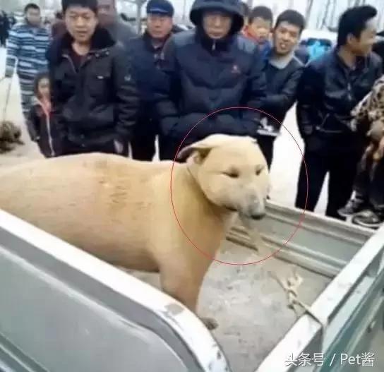 狗市上遇到一条狗 长相太磕碜 路人围观笑喷!