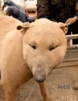 狗市上遇到一条狗 长相太磕碜 路人围观笑喷!