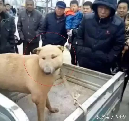 狗市上遇到一条狗 长相太磕碜 路人围观笑喷!