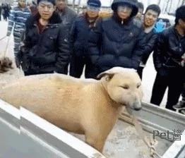 狗市上遇到一条狗 长相太磕碜 路人围观笑喷!