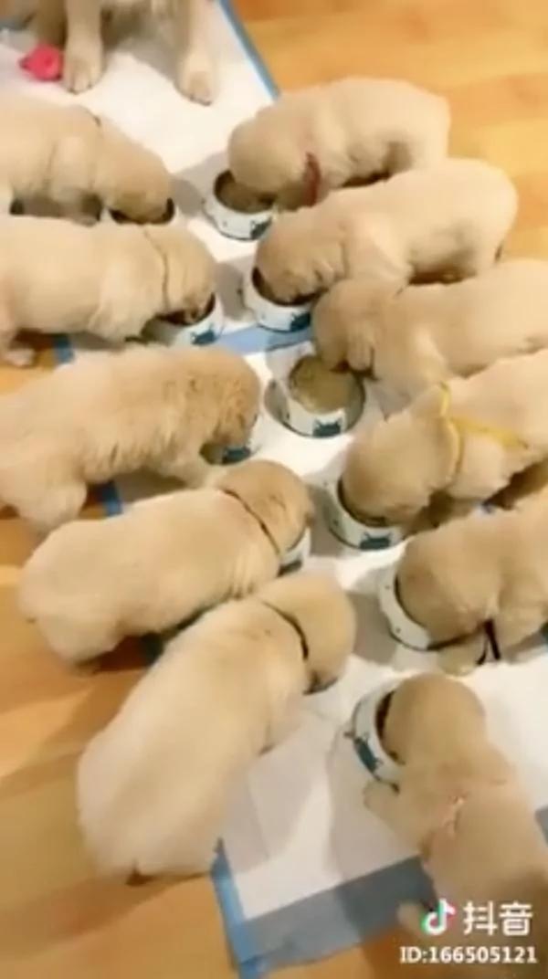 11只“软萌小黄金”低头吃饭 狗爸妈在旁认真监督:要吃完!