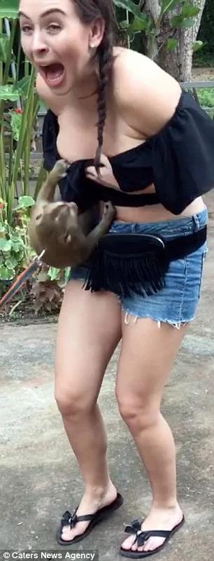 泰热情!洛杉矶妹子游清迈 突遇“猴抓奶”!