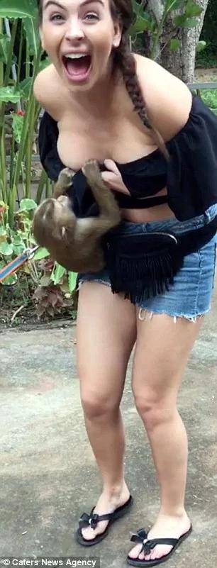 泰热情!洛杉矶妹子游清迈 突遇“猴抓奶”!