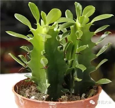 23款能帮助解毒的植物