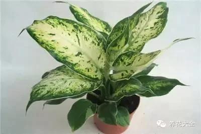 23款能帮助解毒的植物