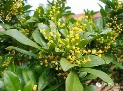 23款能帮助解毒的植物