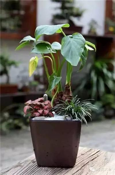 23款能帮助解毒的植物
