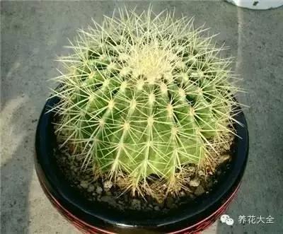 23款能帮助解毒的植物