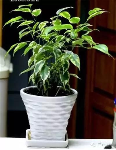 23款能帮助解毒的植物