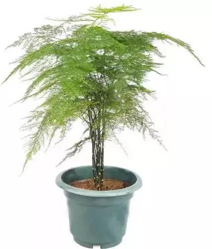 23款能帮助解毒的植物
