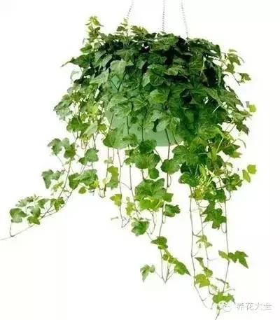 23款能帮助解毒的植物