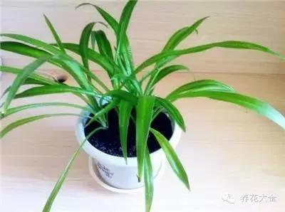 23款能帮助解毒的植物