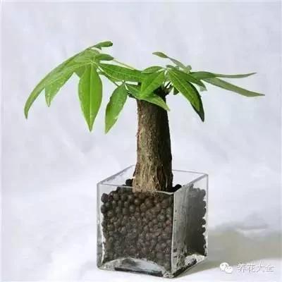 23款能帮助解毒的植物