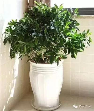 23款能帮助解毒的植物