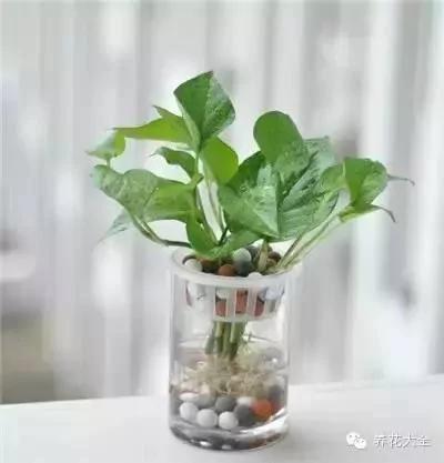 23款能帮助解毒的植物