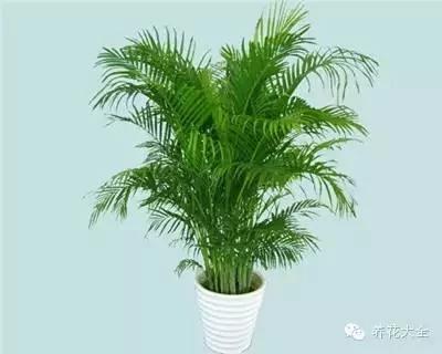 23款能帮助解毒的植物