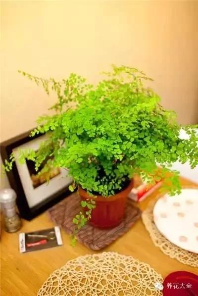 23款能帮助解毒的植物