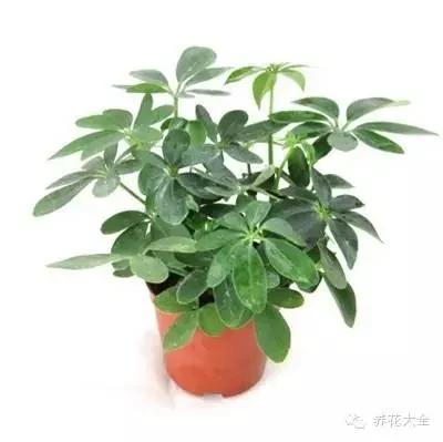 23款能帮助解毒的植物