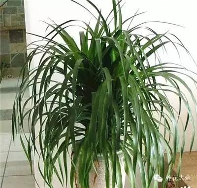 23款能帮助解毒的植物