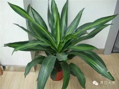23款能帮助解毒的植物