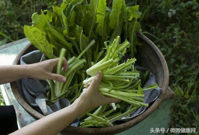 这种路边长的野草 夏天开出淡黄色小花 确是疏肝治病的能手