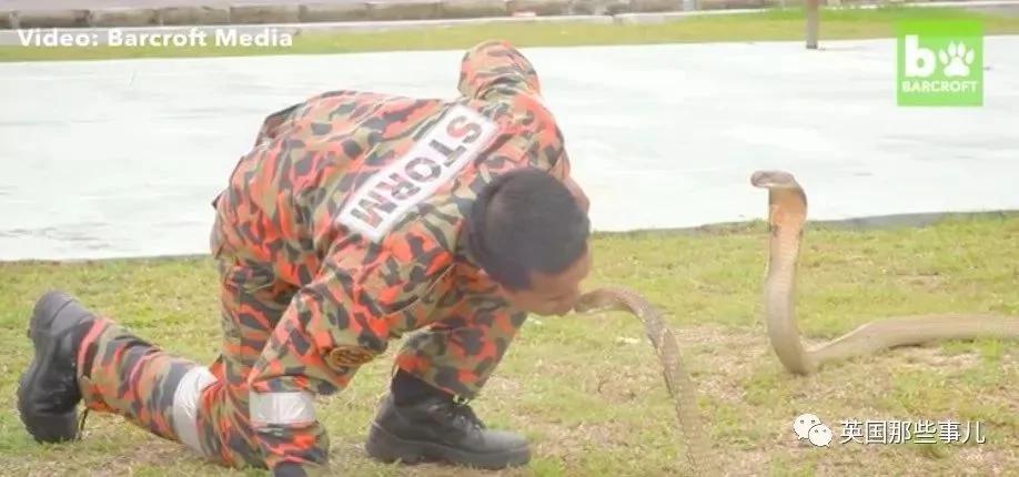 他被眼镜王蛇咬了8次都有惊无险 最后一次耗尽运气!