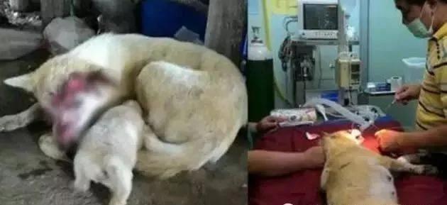 狗妈妈外出被车撞 生命垂危仍爬回家给小奶狗喂奶!