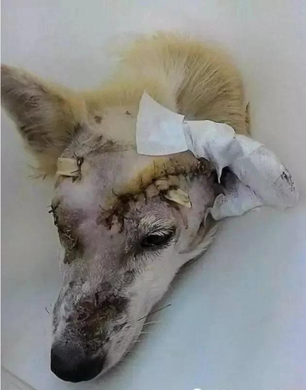 狗妈妈外出被车撞 生命垂危仍爬回家给小奶狗喂奶!