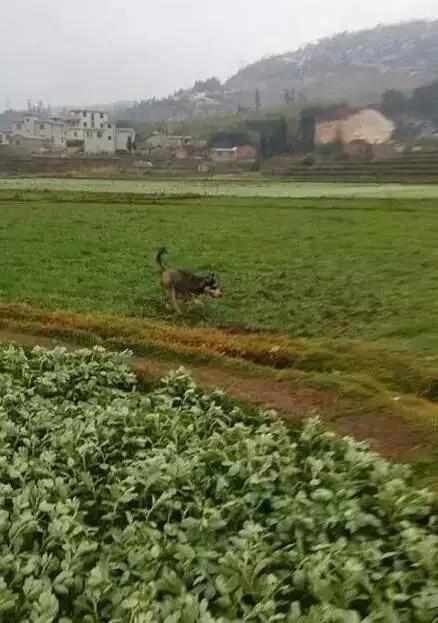 哈士奇养在城里是拆家 养在农村那就是鬼子进村!