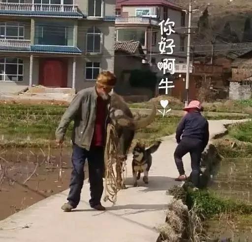 哈士奇养在城里是拆家 养在农村那就是鬼子进村!