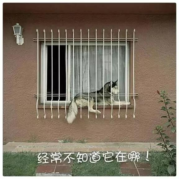 哈士奇养在城里是拆家 养在农村那就是鬼子进村!