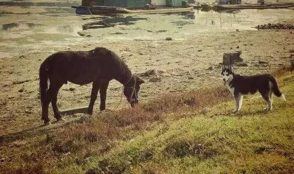 哈士奇养在城里是拆家 养在农村那就是鬼子进村!