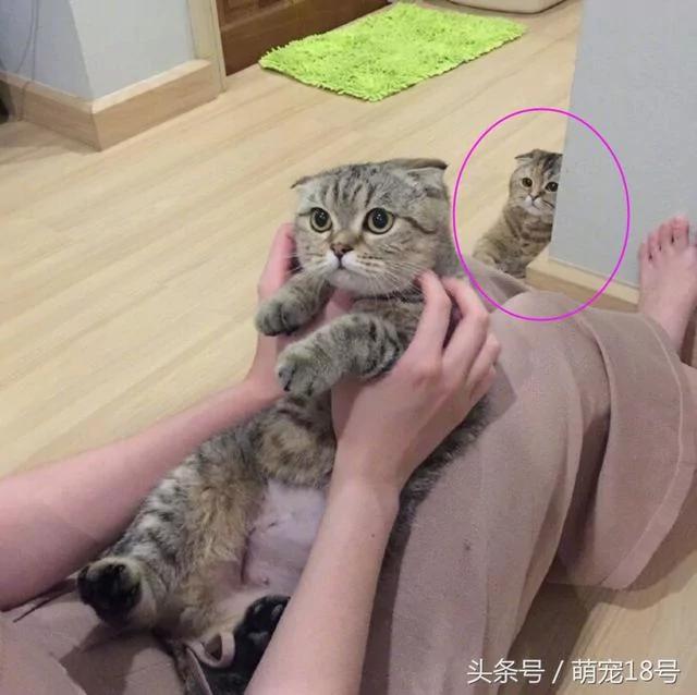 主人领养了一只新猫 家里的喵星人变配角 躲在墙角满眼都是委屈!