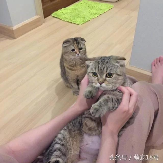 主人领养了一只新猫 家里的喵星人变配角 躲在墙角满眼都是委屈!