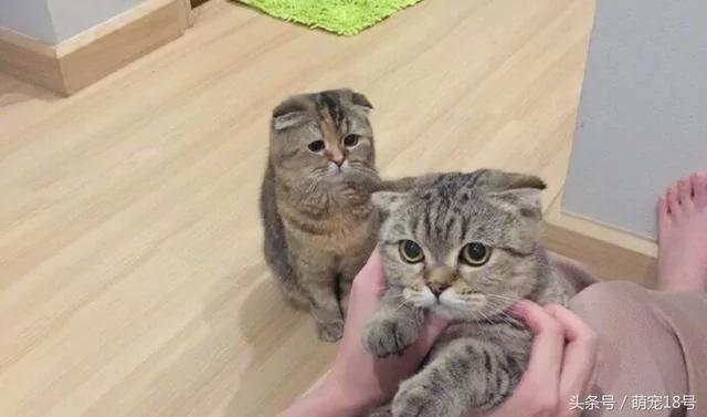 主人领养了一只新猫 家里的喵星人变配角 躲在墙角满眼都是委屈!