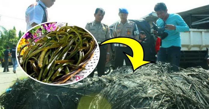 天上掉下来“黑色物体” 村民以为是“海带” 专家说出“它的身分”后 众人吓坏了!