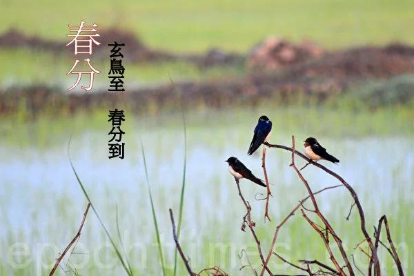 今天是春分 天地人和合 春分一刻值千金
