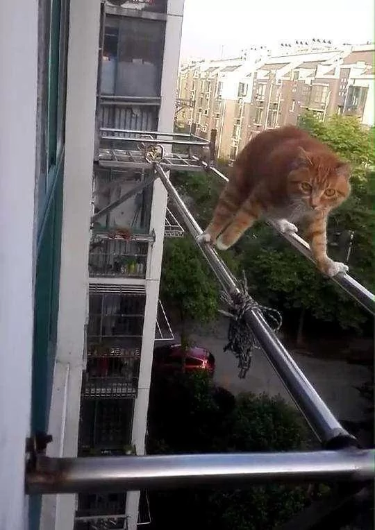猫妈为了让自己孩子睡觉 可是操碎了心 休息的样子让人笑喷!