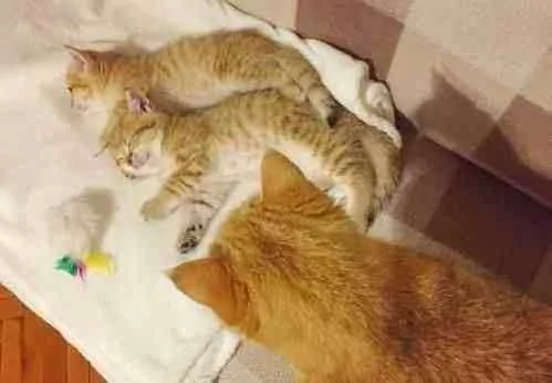 猫妈为了让自己孩子睡觉 可是操碎了心 休息的样子让人笑喷!