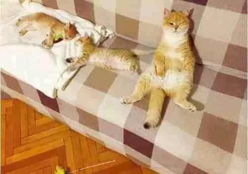 猫妈为了让自己孩子睡觉 可是操碎了心 休息的样子让人笑喷!