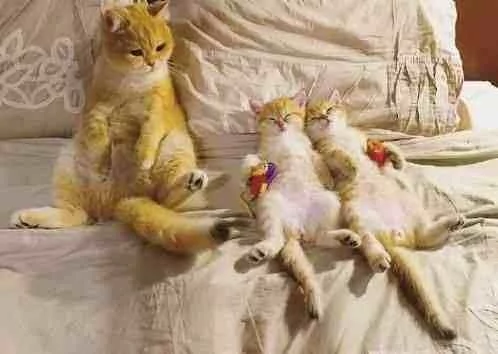 猫妈为了让自己孩子睡觉 可是操碎了心 休息的样子让人笑喷!