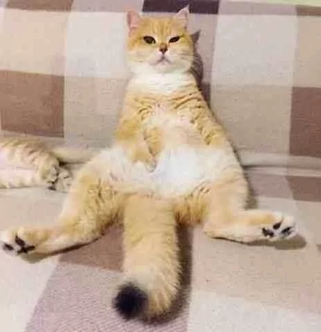 猫妈为了让自己孩子睡觉 可是操碎了心 休息的样子让人笑喷!
