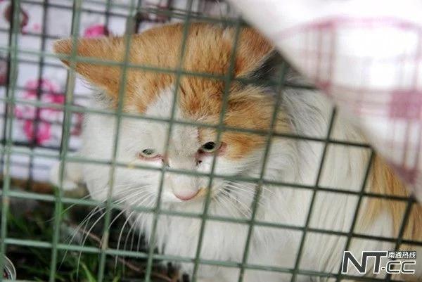 超暖心!小猫困高架桥两年 好心大爷徒手投食保住其性命!