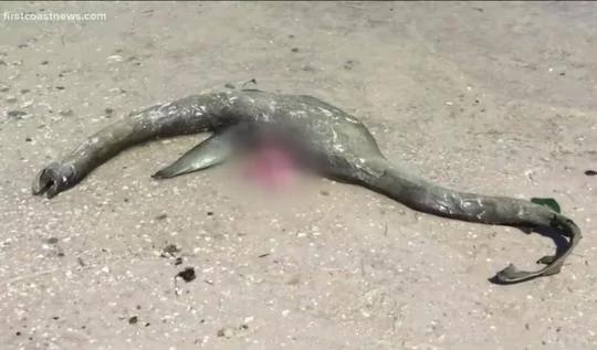 美国海滩惊现神秘生物尸体形似尼斯湖水怪