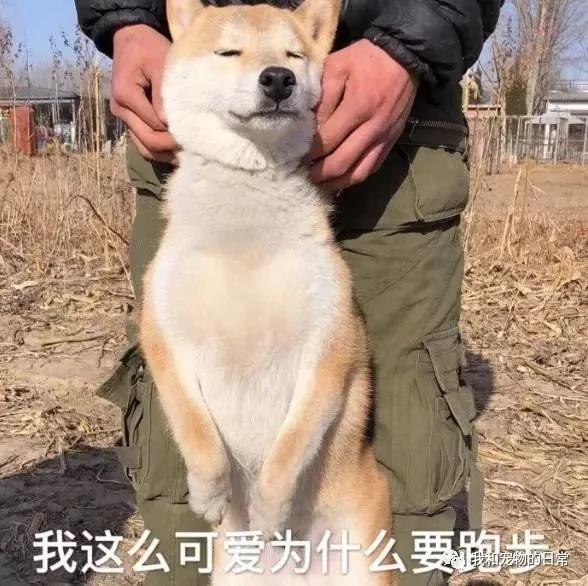 网友家的柴犬为了不用每天跑步 竟然装瘸!还成功的把主人骗了!